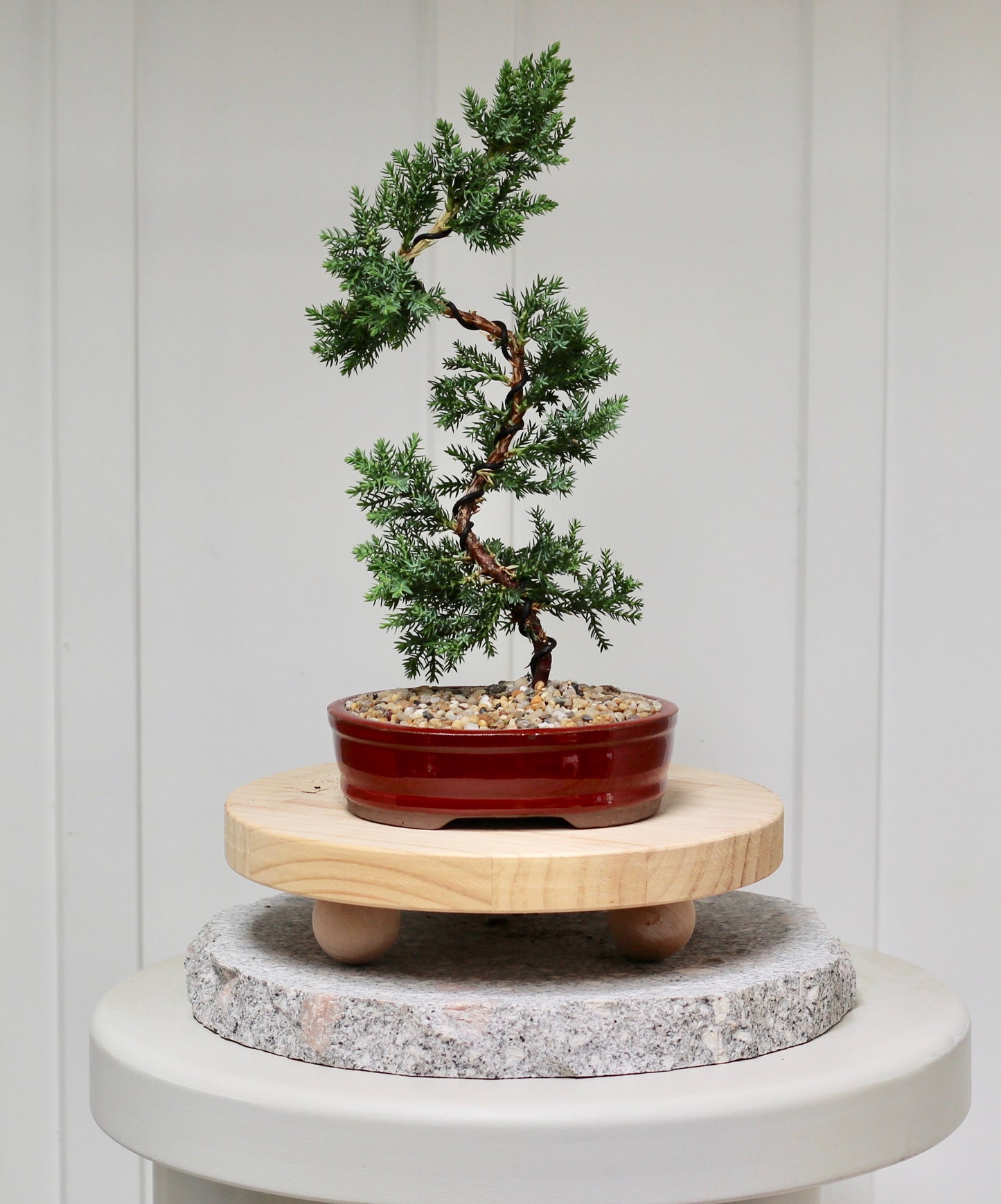 Bonsai - Juniper - Mabel -  30cm