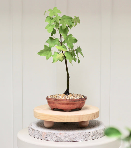 Bonsai - Liquidambar - Lauren - 34cm