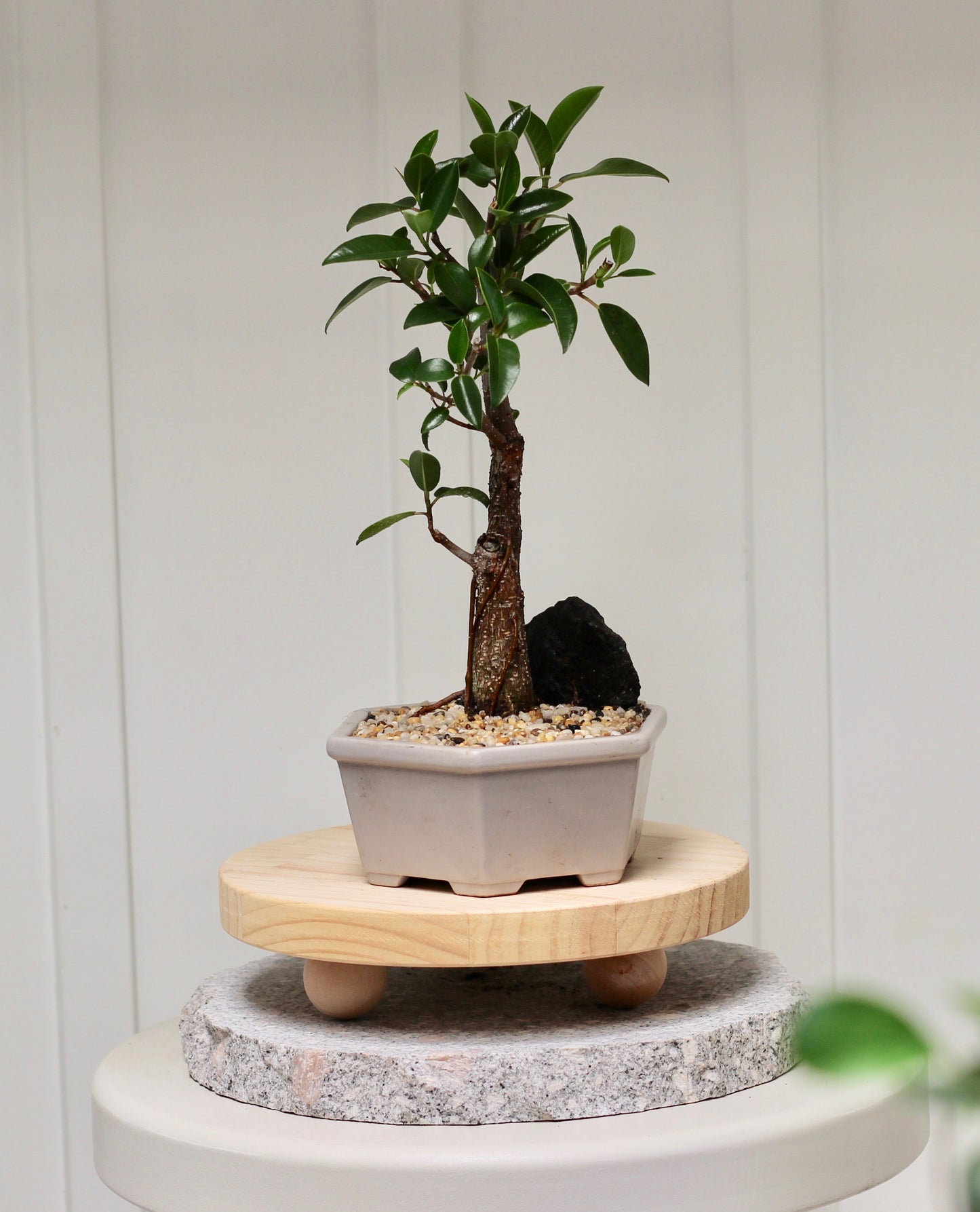 Bonsai - Port Jackson Fig - Ralph - 32cm
