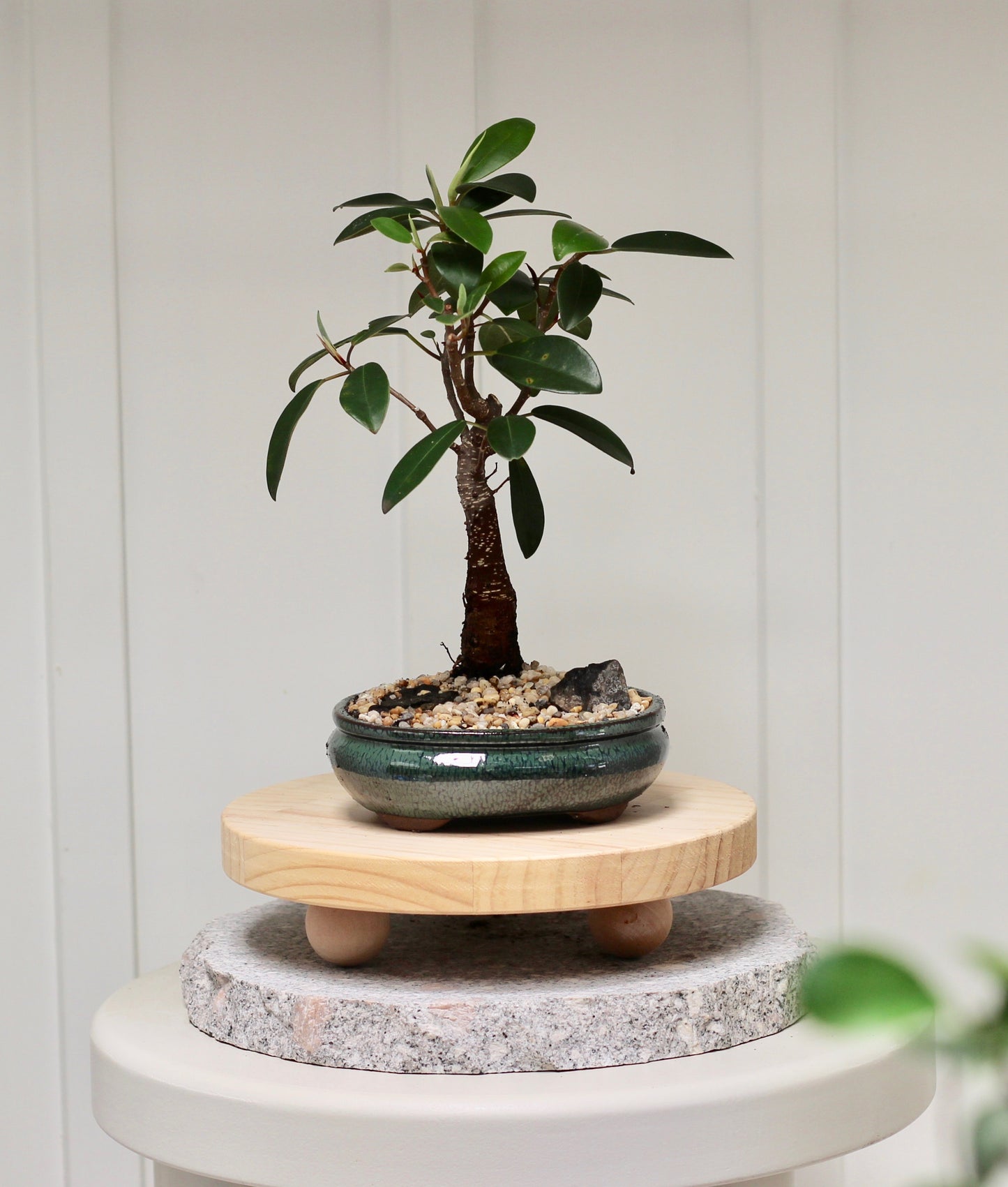 Bonsai - Port Jackson Fig - Lucy - 30cm