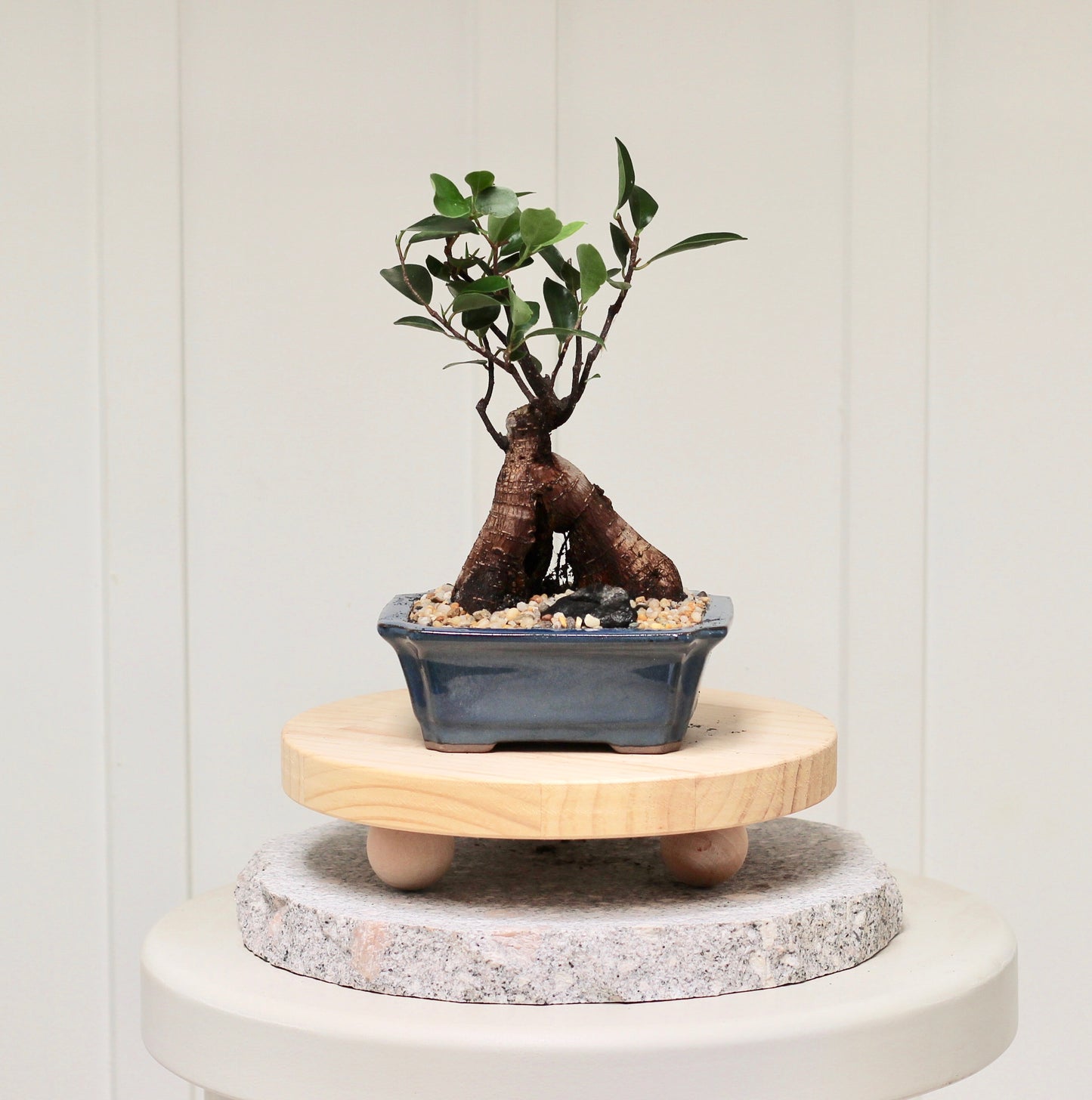 Bonsai - Port Jackson Fig - Reg - 28cm