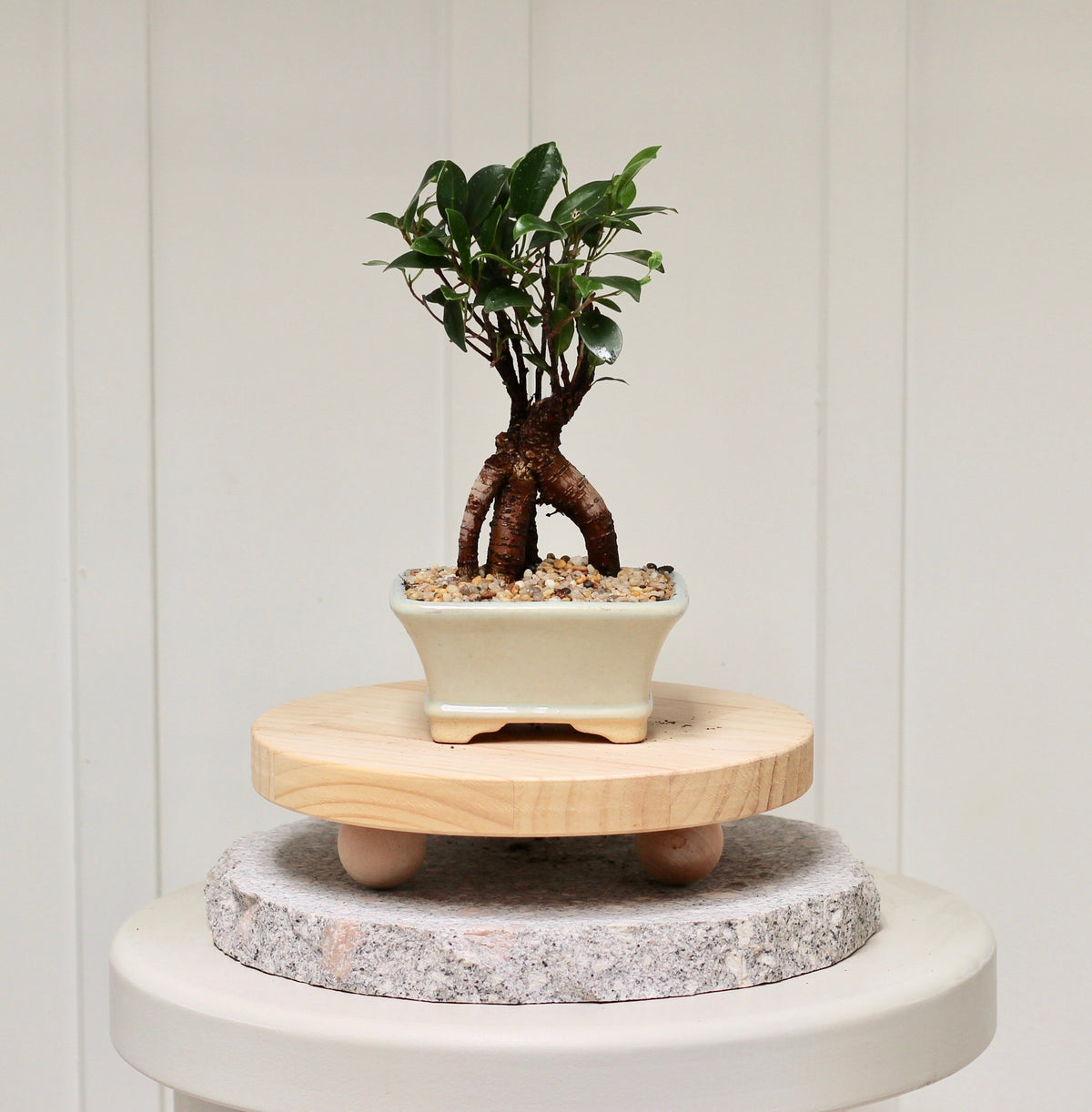 Bonsai - Port Jackson Fig - Isla - 22cm