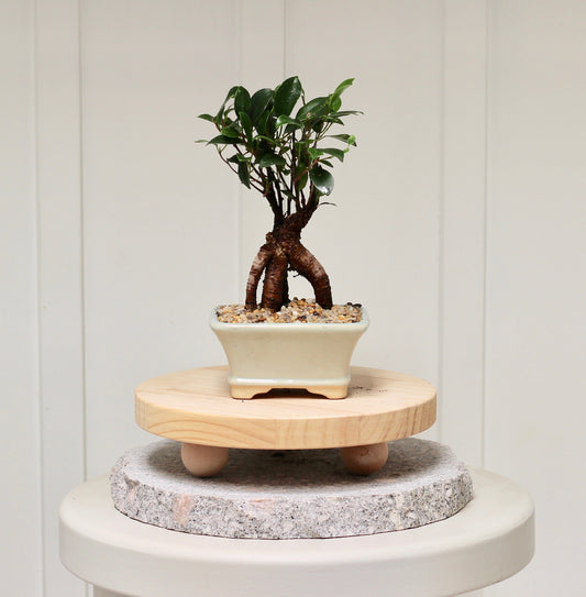 Bonsai - Port Jackson Fig - Isla - 22cm