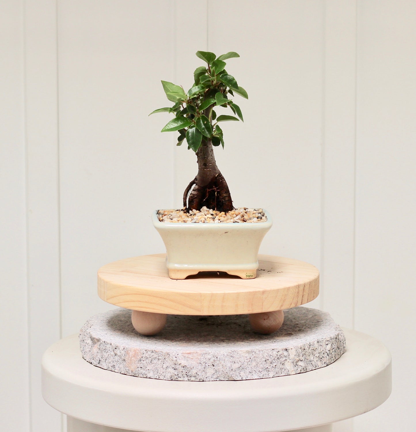 Bonsai - Port Jackson Fig - Ellie - 22cm