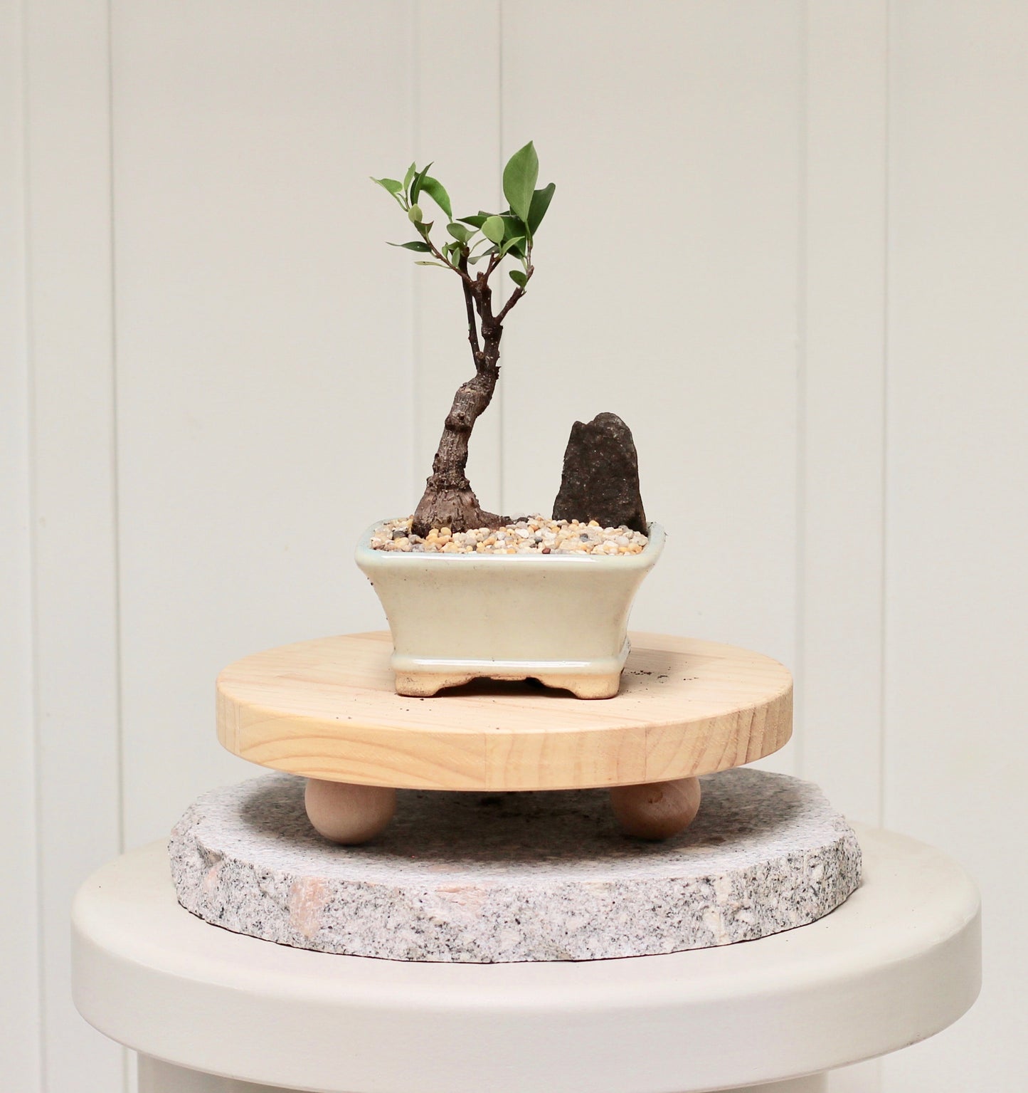 Bonsai - Port Jackson Fig - Eli - 22cm