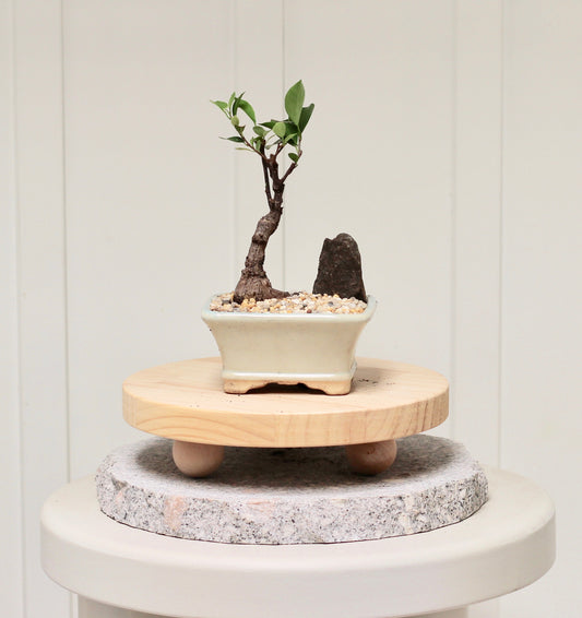 Bonsai - Port Jackson Fig - Eli - 22cm