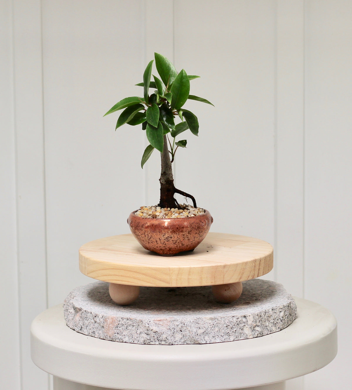 Bonsai - Port Jackson Fig - Spencer - 20cm