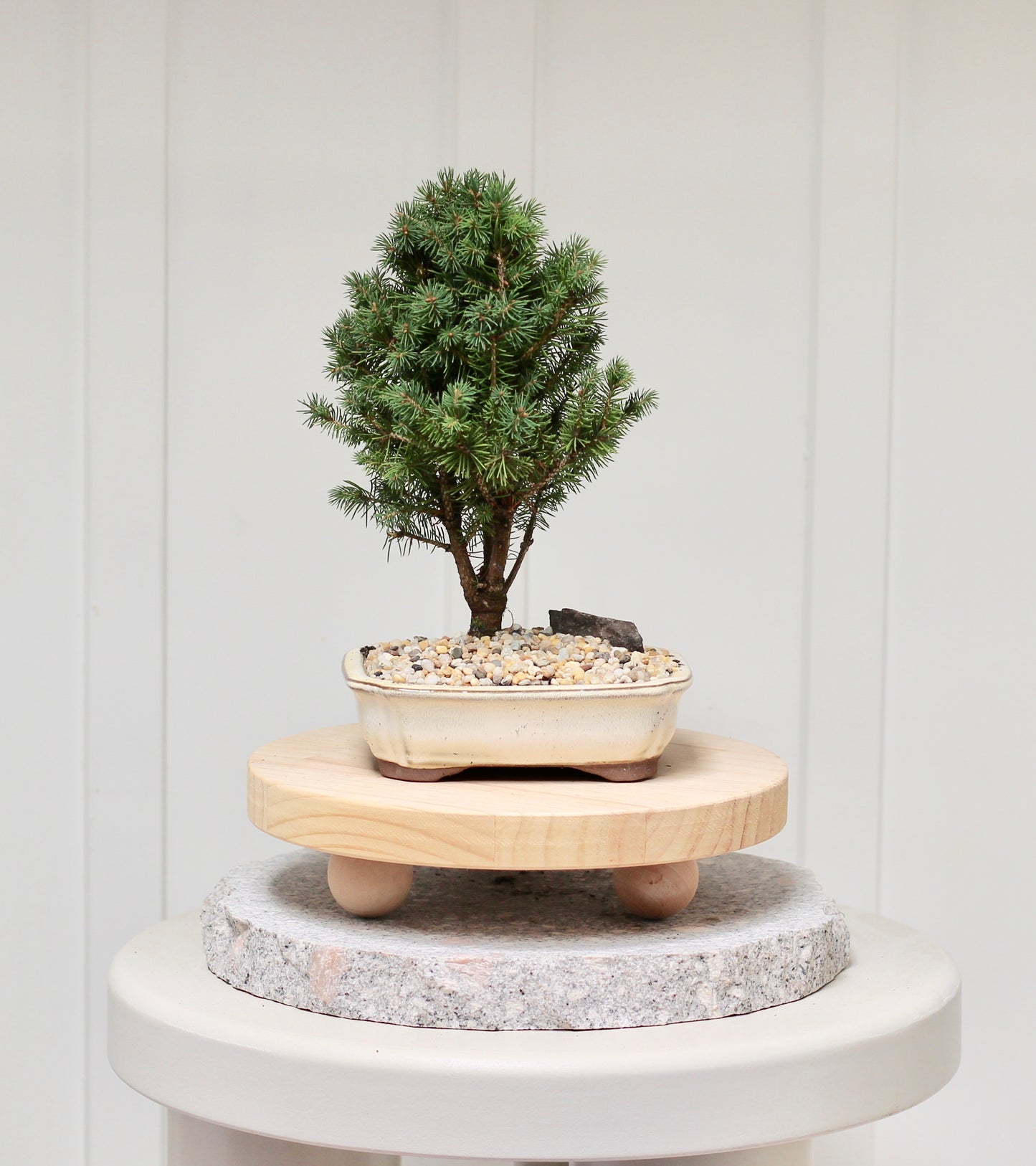 Bonsai - Christmas Picea - Mark - 25cm
