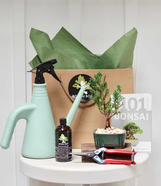 Bonsai Starter Kit - ジュニパー Khan - 23cm