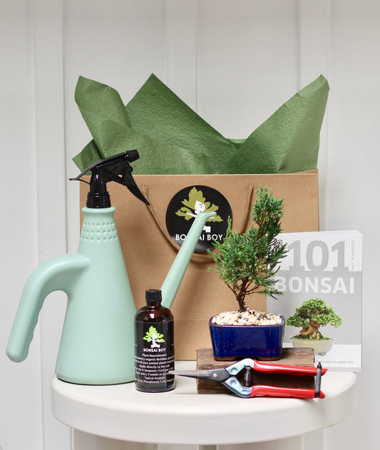 Bonsai Starter Kit - ジュニパー Eivissa - 23cm