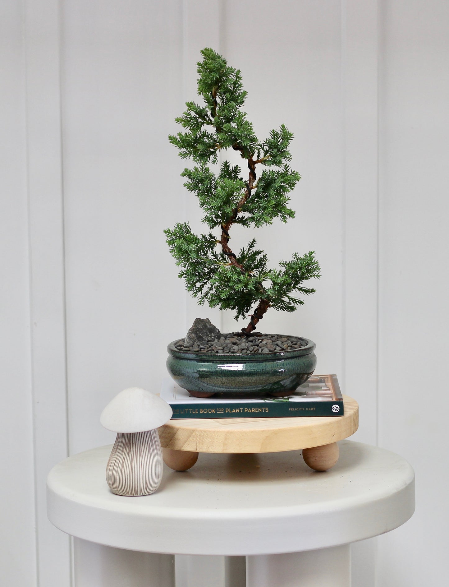 Bonsai - Juniper - Edith -  30cm