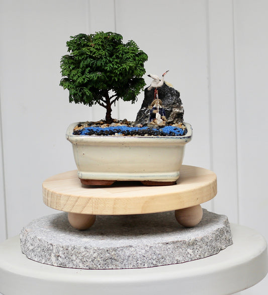 Bonsai - Juniper with Fisherman Setting- Frank - 16cm