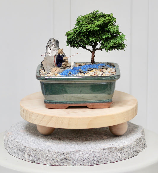 Bonsai - Juniper with Fisherman Setting- Rick - 16cm