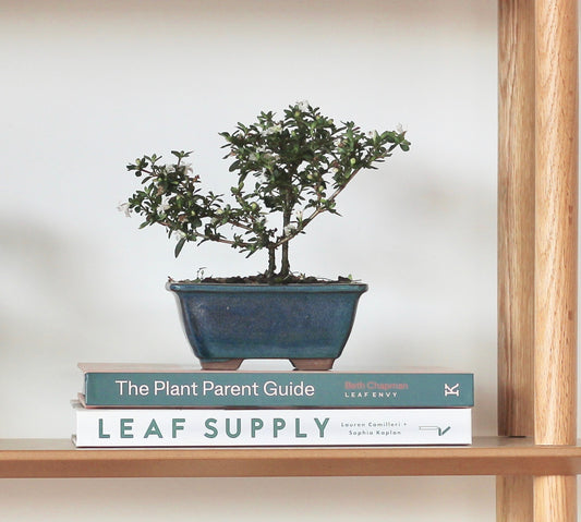 Bonsai - Serissa - Flowering - Evan - 18cm