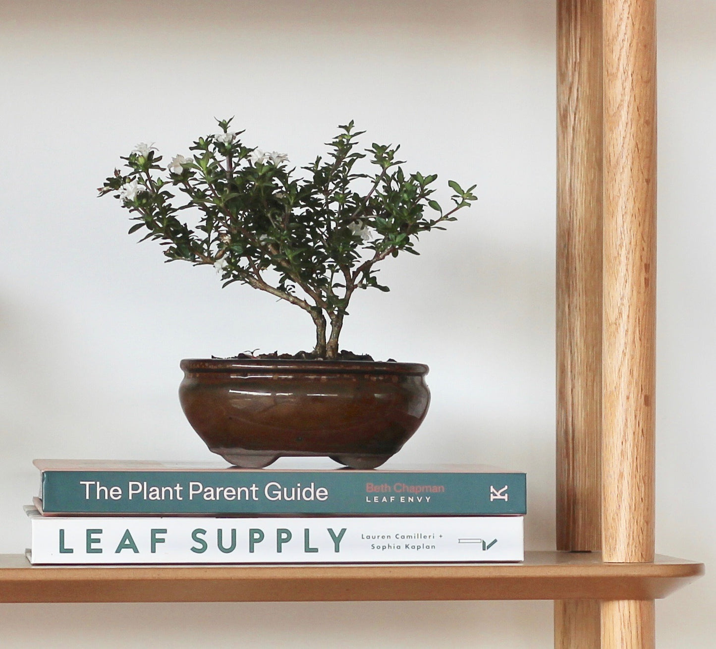 Bonsai - Serissa - Flowering - Hannah - 18cm