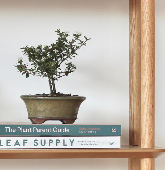 Bonsai - Serissa - Flowering - Reece - 18cm
