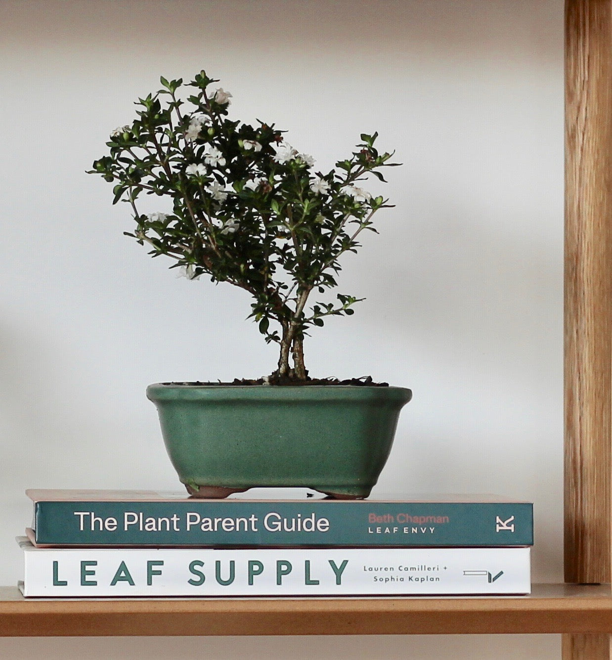 Bonsai - Serissa - Flowering - Kimmy - 18cm