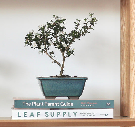 Bonsai - Serissa - Flowering - Clara - 18cm