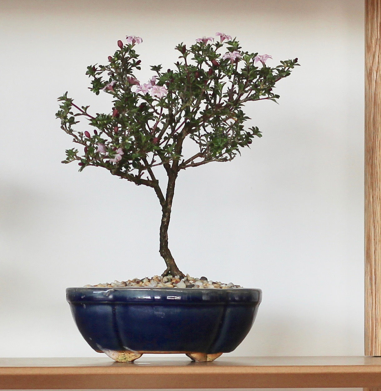 Bonsai - Serissa - Flowering - Harper - 23cm