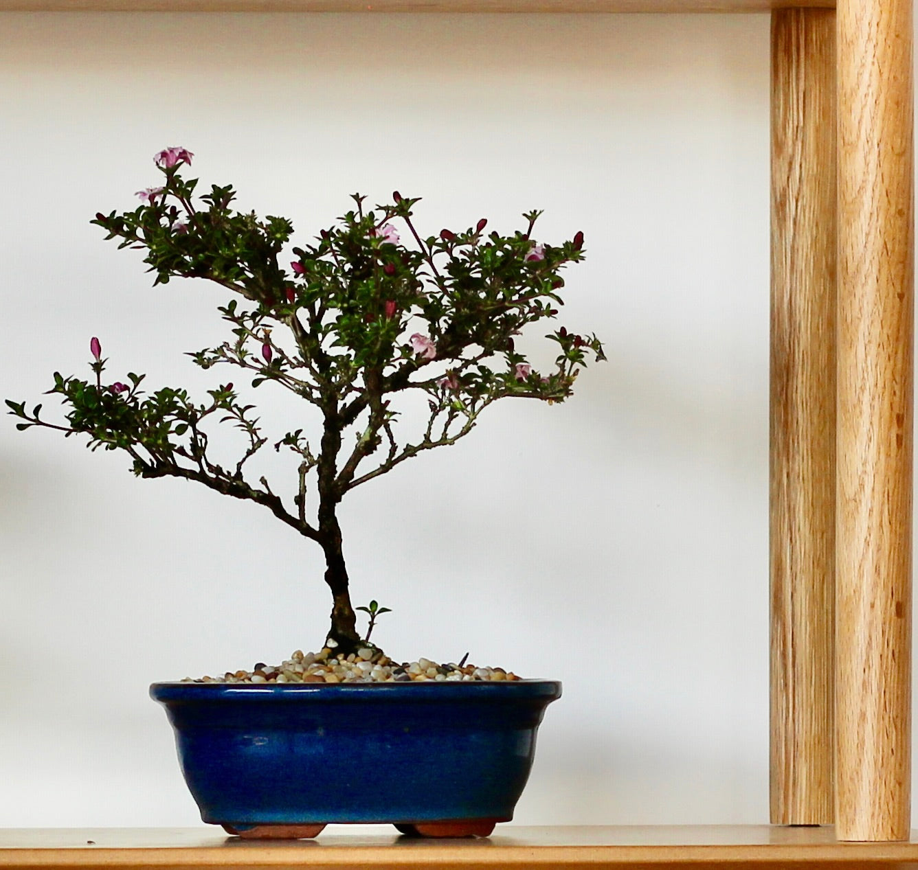 Bonsai - Serissa - Flowering - Florence - 23cm