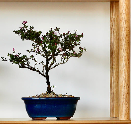 Bonsai - Serissa - Flowering - Florence - 23cm
