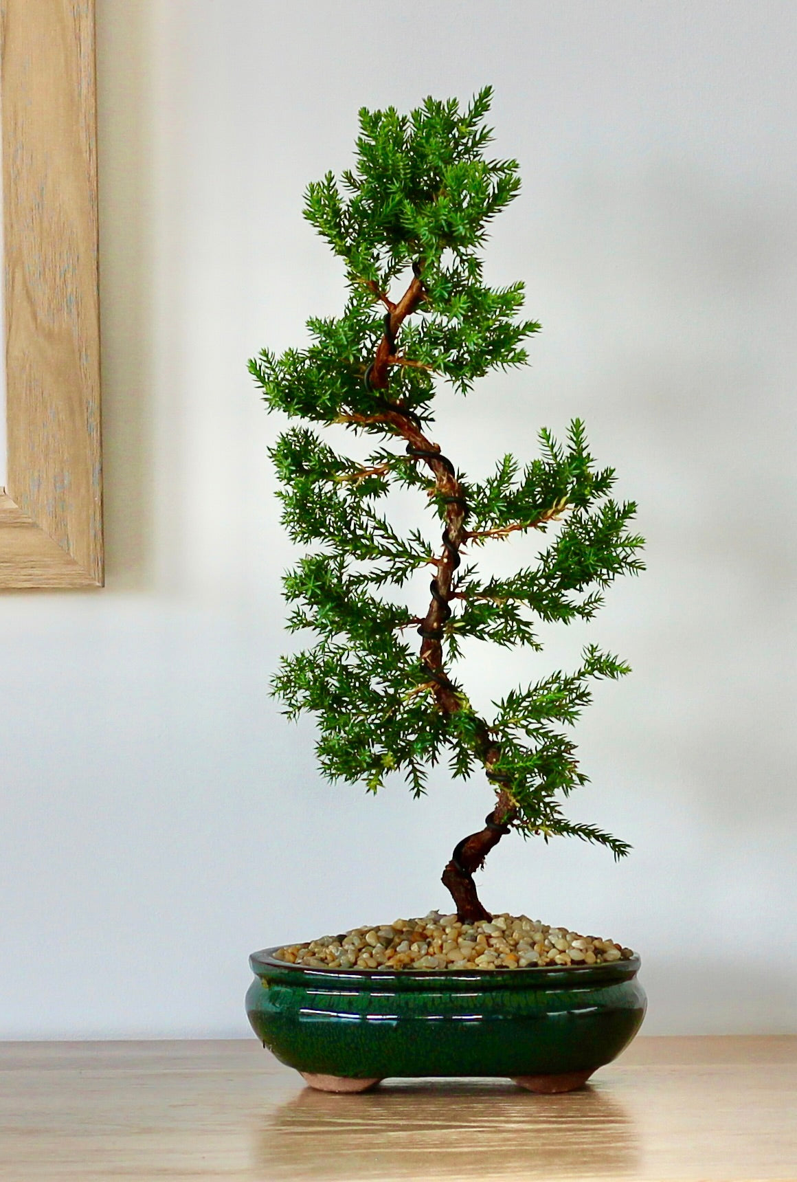 Bonsai - Juniper - Freya -  30cm
