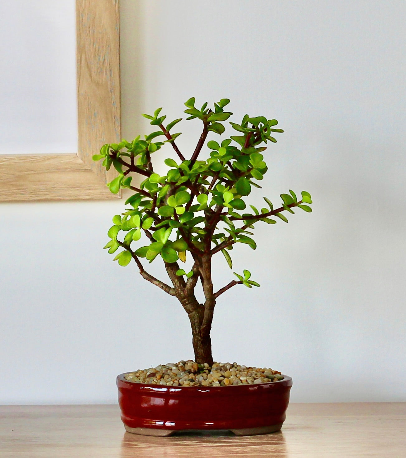 Bonsai - Crassula Ovata - Violet - 27cm