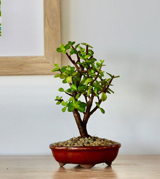 Bonsai - Crassula Ovata - Vespa - 27cm