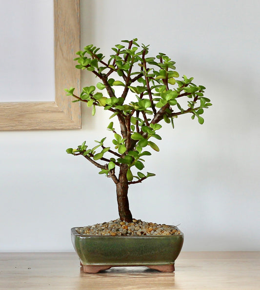 Bonsai - Crassula Ovata - Mabel - 27cm