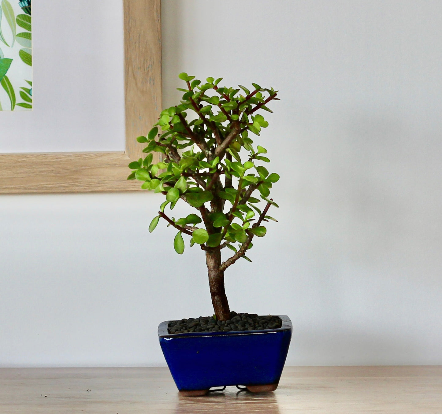 Bonsai - Crassula Ovata - Odessa - 27cm