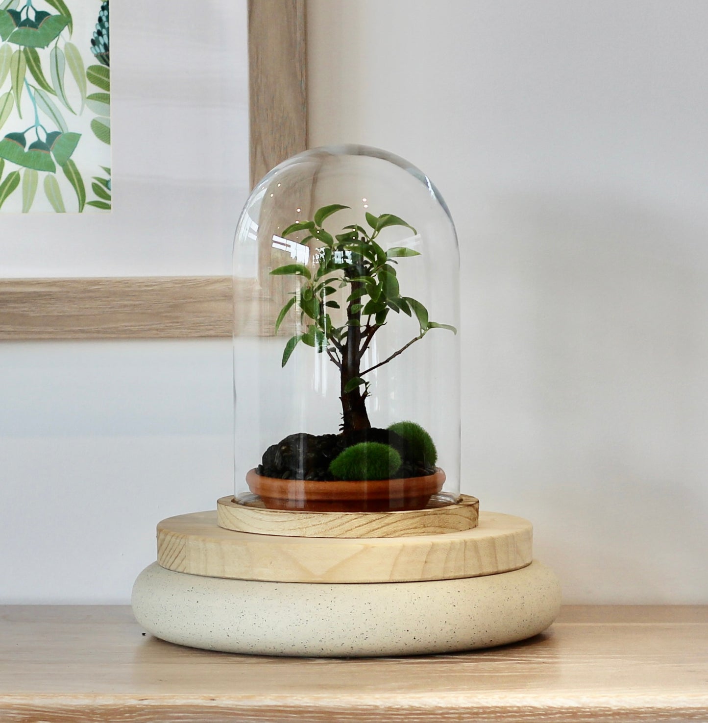 Bonsai Terrarium - Port Jackson Fig - 友情 - Yūjō 25cm