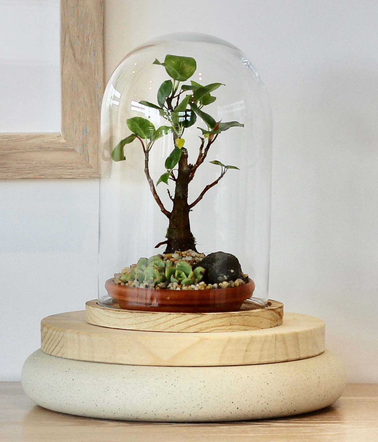 Bonsai Terrarium - Port Jackson Fig-  家族 - Kazoku - 25cm