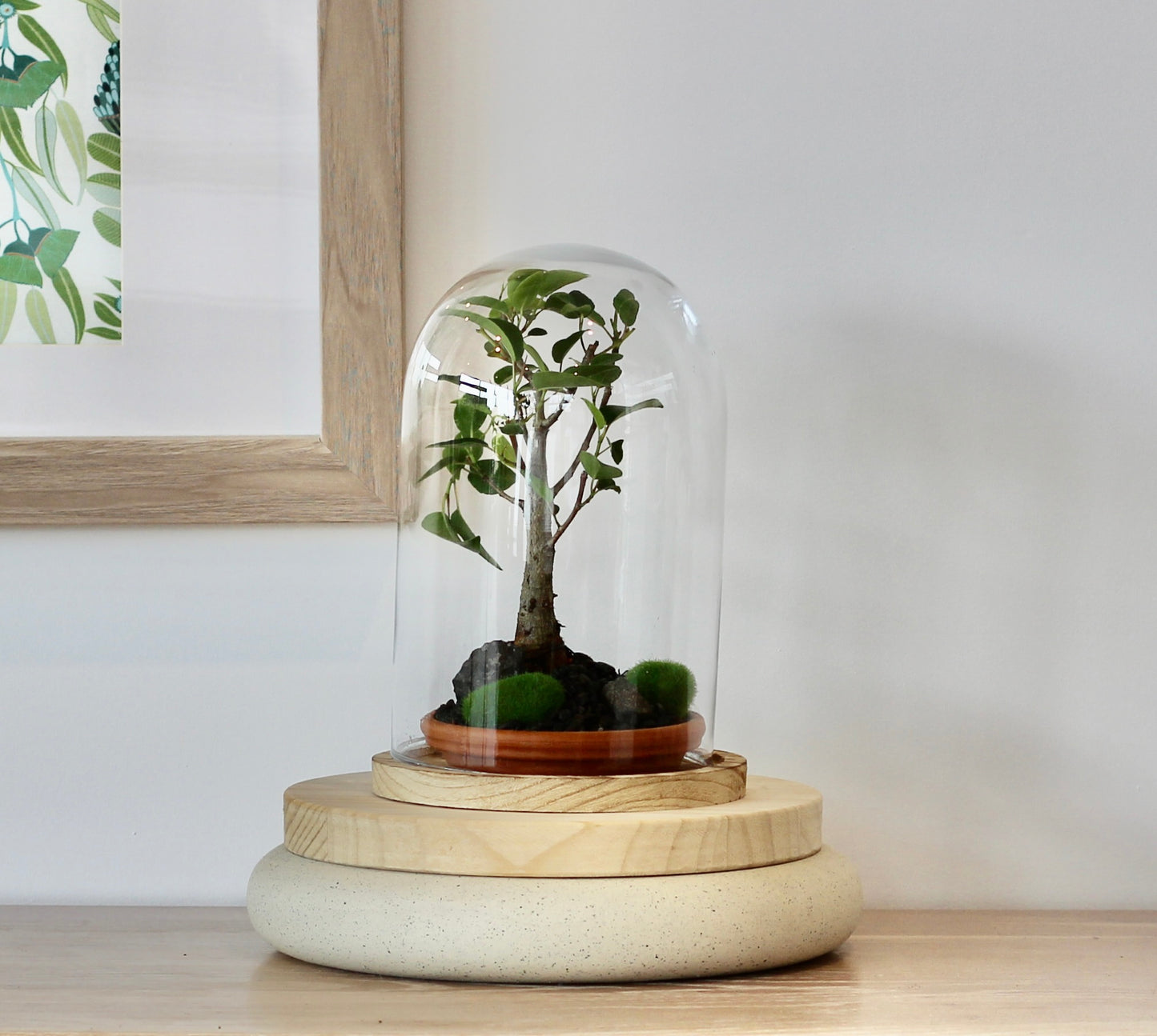 Bonsai Terrarium - 6 Year Old Port Jakson Fig- 知恵 - Chie - 25cm