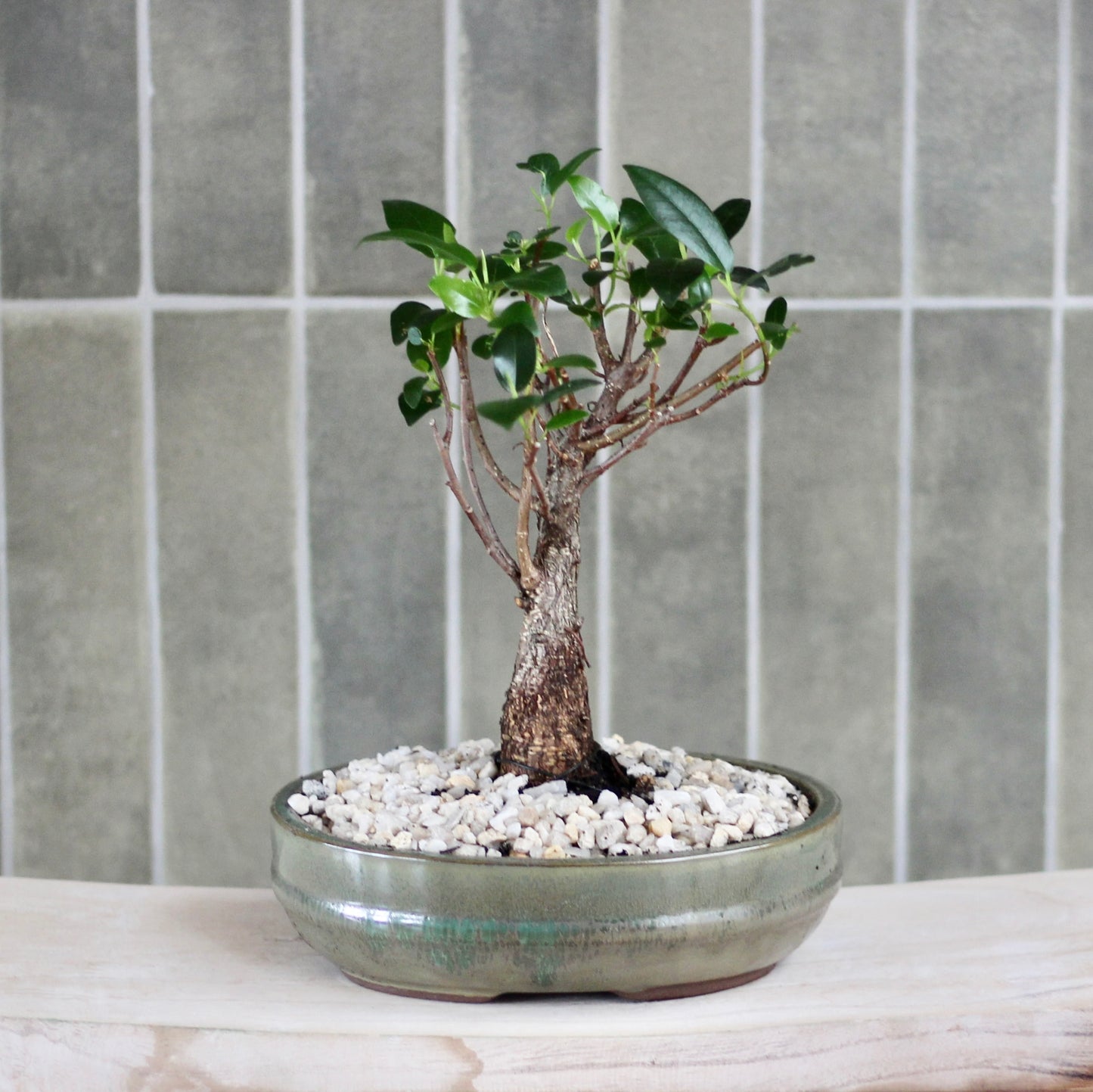 Bonsai - Port Jackson Fig - Archie - 31cm