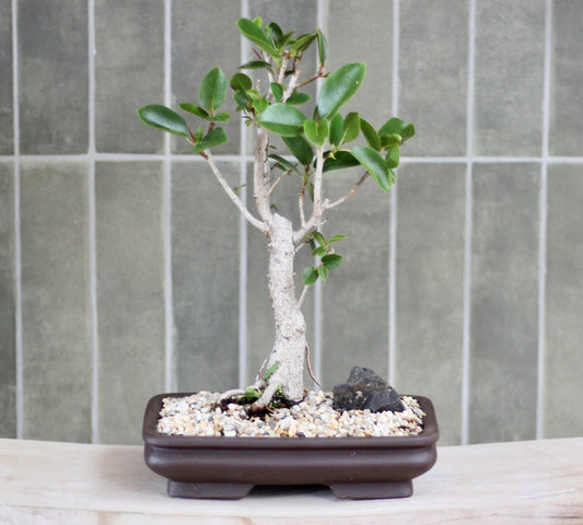 Bonsai - Port Jackson Fig - Fleur - 32cm