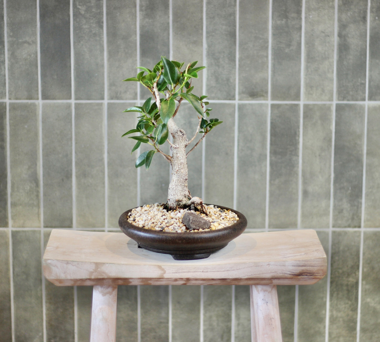 Bonsai - Port Jackson Fig - Vera - 32cm
