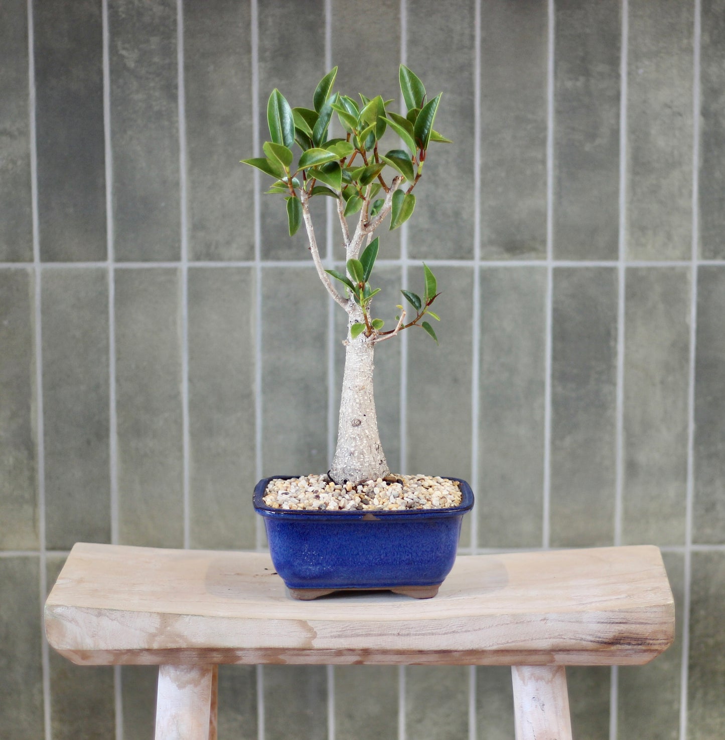 Bonsai - Port Jackson Fig - Harry - 35cm