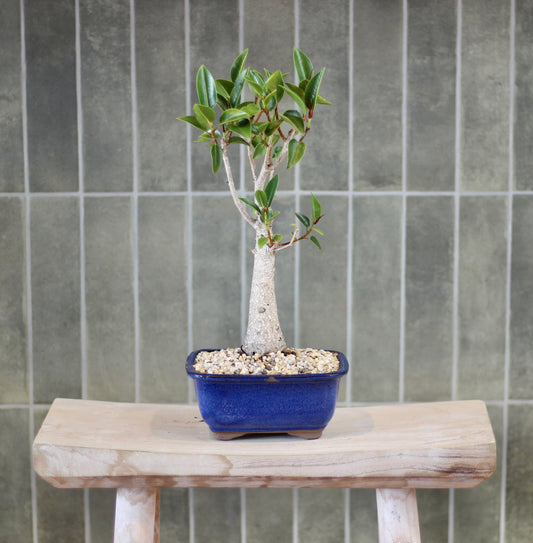 Bonsai - Port Jackson Fig - Eli - 35cm
