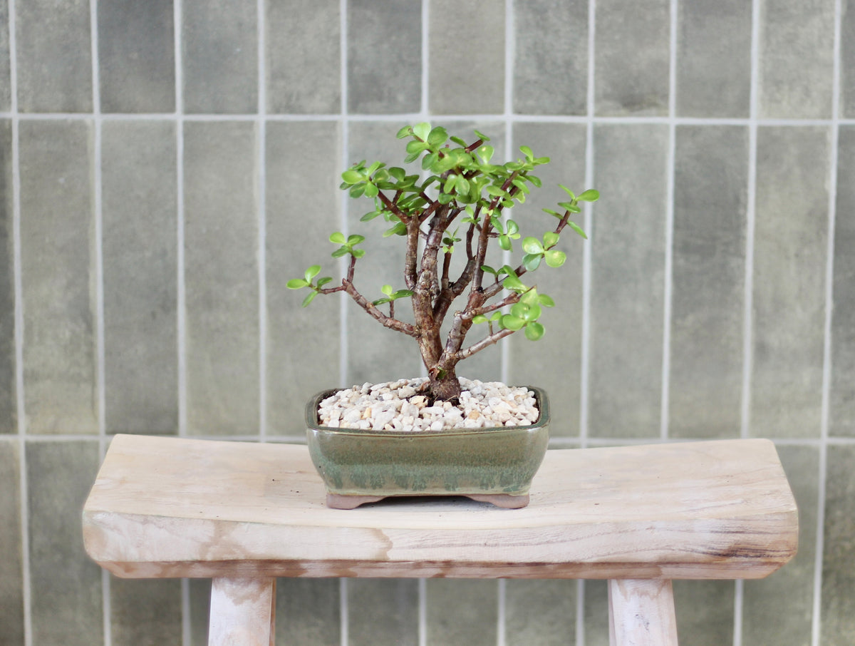 Bonsai - Crassula Ovata - Mabel - 20cm