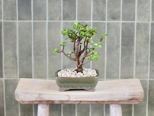 Bonsai - Crassula Ovata - Mabel - 20cm