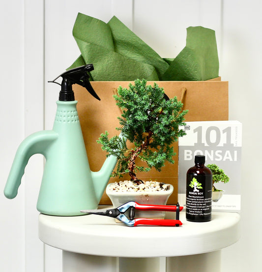 Bonsai Starter Kit - Ester - 24cm
