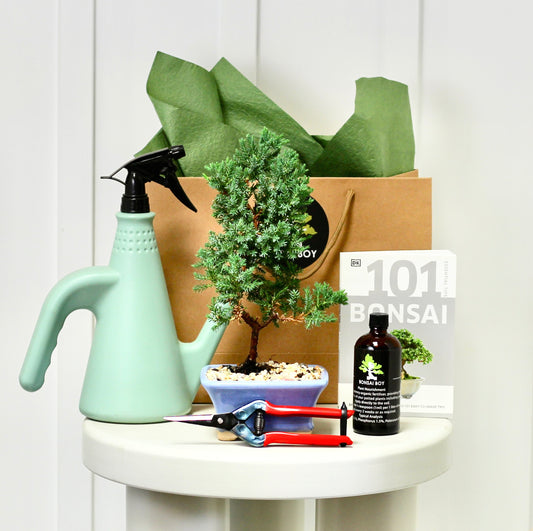 Bonsai Starter Kit - Wil- 30cm