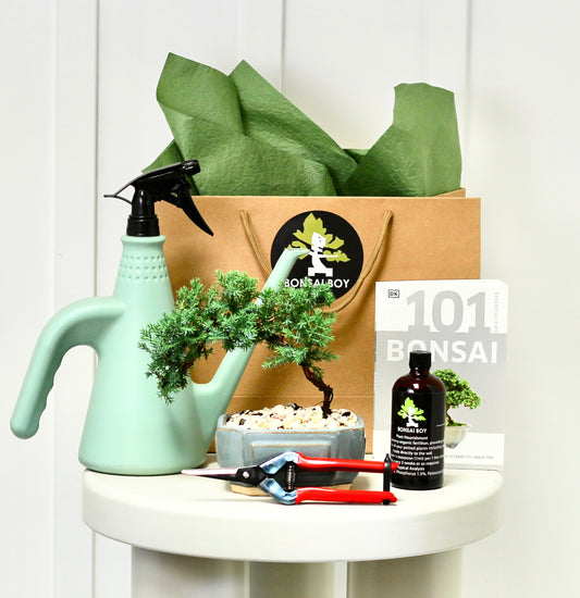 Bonsai Starter Kit - Liv - 19cm