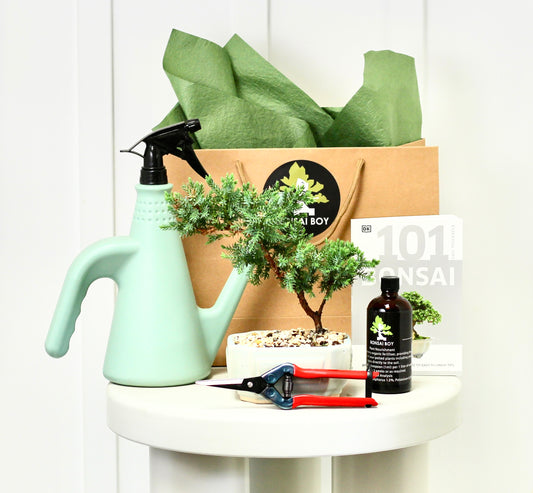 Bonsai Starter Kit - Colin - 24cm