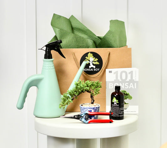 Bonsai Starter Kit - Penny - 14cm