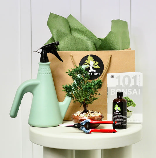 Bonsai Starter Kit - Juniper - Yolanda - 21cm