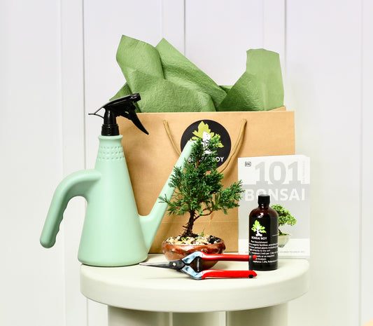 Bonsai Starter Kit - Juniper - Eivissa - 21cm