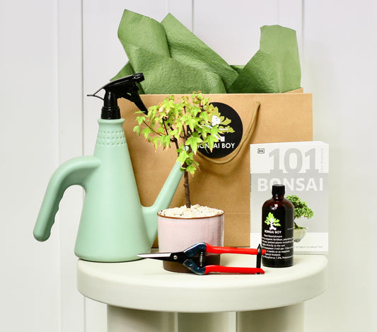 Bonsai Starter Kit - Maple - Robin - 17cm