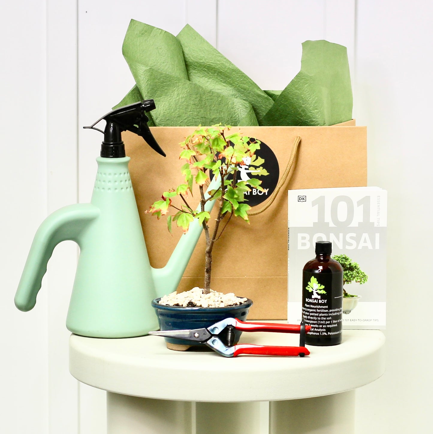 Bonsai Starter Kit - Maple - Henry - 17cm