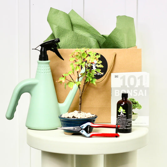 Bonsai Starter Kit - Maple - Henry - 17cm